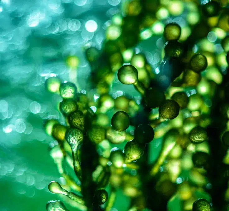 A MAPFRE lança o primeiro fundo de investimento de biometano na Europa