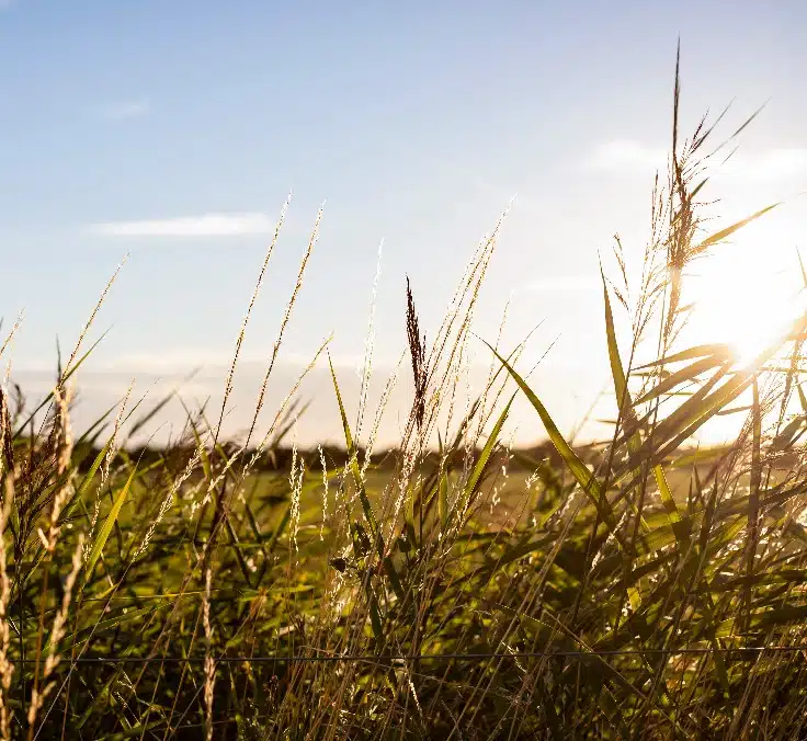O que é o Green Deal ou o Pacto Verde Europeu?