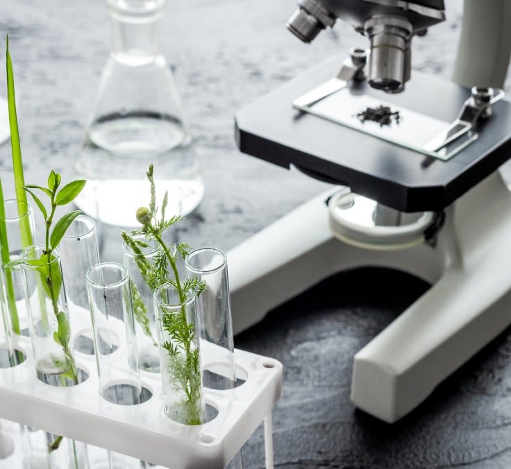 Biomimética: observar a natureza e emular soluções para a sustentabilidade